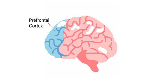 The pre-frontal cortex, mindfulness for kids, and children's mental health