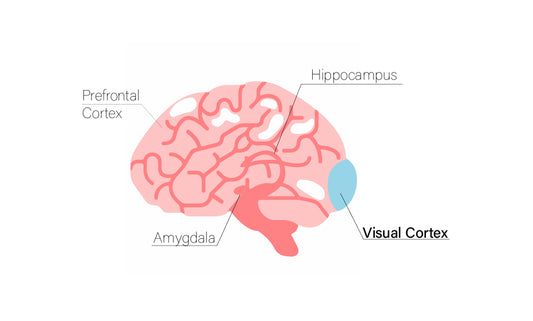 The visual cortex: Mindfulness and mental health