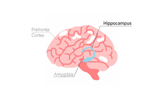 The Hippocampus: mindfulness, mental health and the brain