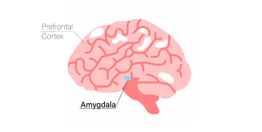 The amygdala's effects on children's mental health